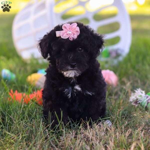 Indy, Toy Poodle Puppy